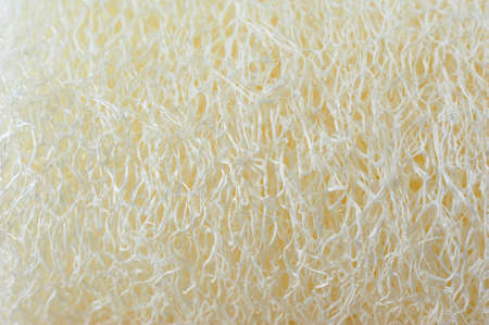 Loofah Textureの写真素材