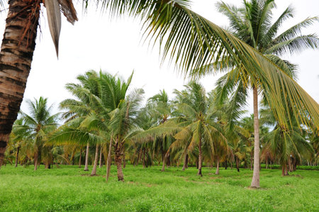 Coconut Palm Farmの写真素材