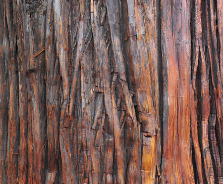 Bark textureの写真素材