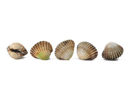 fresh cockles isolated on white