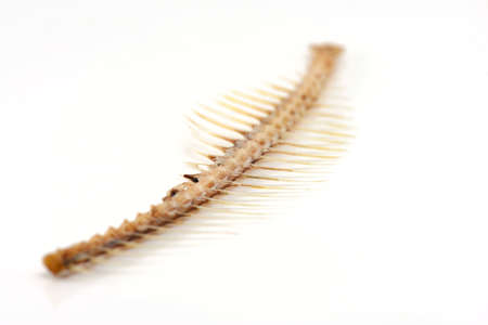 Fishbone Isolated on Whiteの写真素材