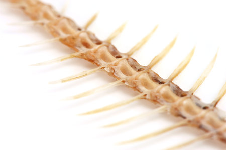 Fishbone Isolated on White