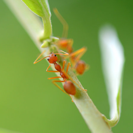 red ant on tree