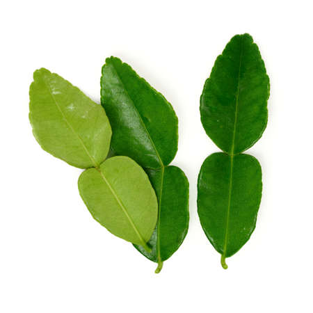 kaffir lime leaf isolated on whiteの写真素材