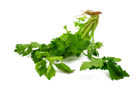 cilantro isolated on whiteの写真素材