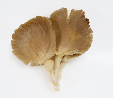 Oyster Mushrooms Isolated on White