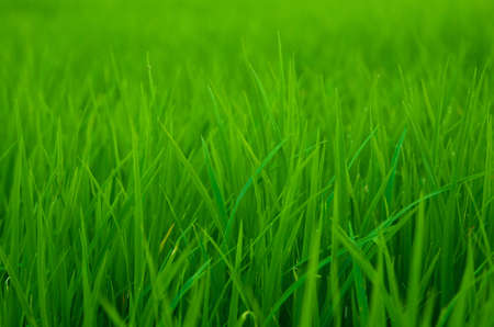 Grassの写真素材