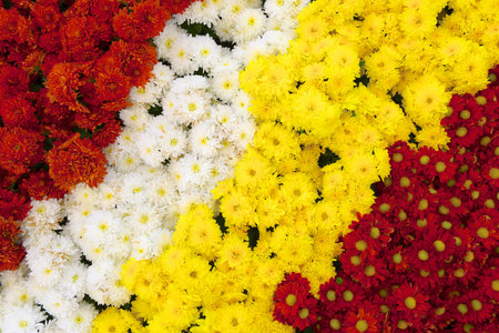 Chrysanthemum Backgroundの写真素材
