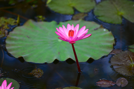 Pink water lily
