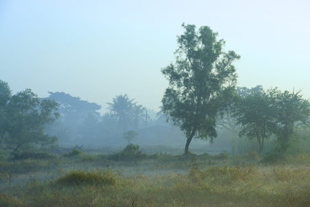 Mist Morningの写真素材