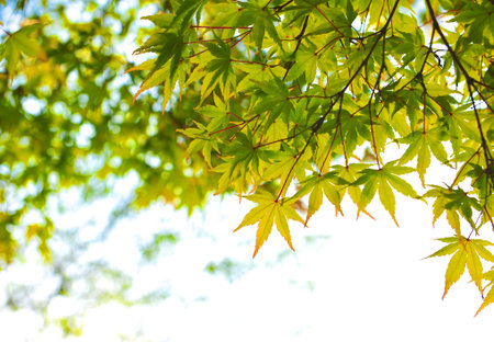 Autumn maple leaves