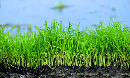 Rice Seedlingsの写真素材