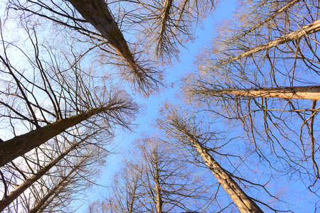 Pine trees in autumnの写真素材