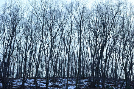 Tree in Winterの写真素材