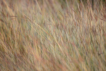 Feather Grassの写真素材