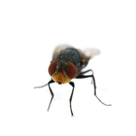 Fly on white backgroundの写真素材