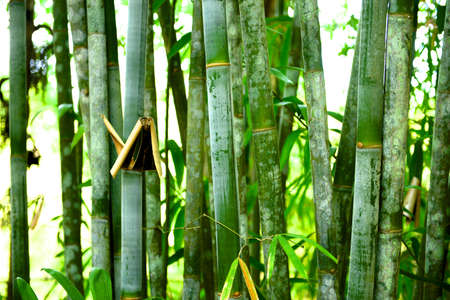 Bamboo Forestの写真素材