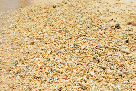 Coral fragments on the beach
