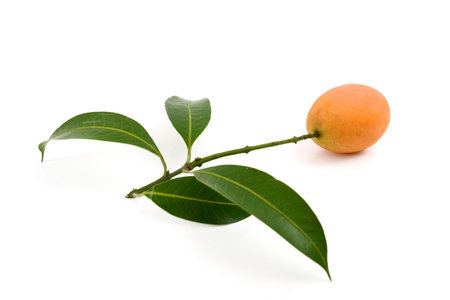 Maprang Marian Plum, Mayongchid