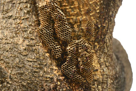 Wasp Nest on Treeの写真素材