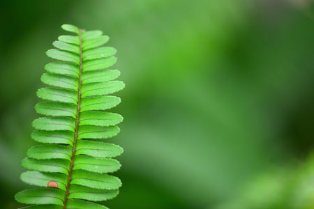 Fern