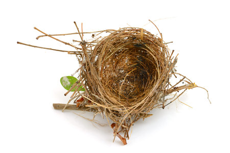 bird nest isolated on white