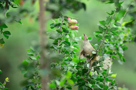 bird eating manila tamarind fruitの写真素材