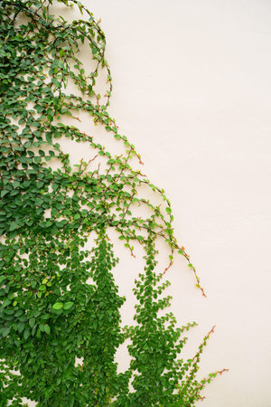 Ivy growing up a wallの写真素材