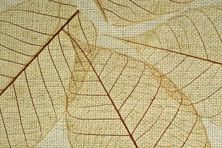 Skeleton Leaves on Fabric Backgroundの写真素材