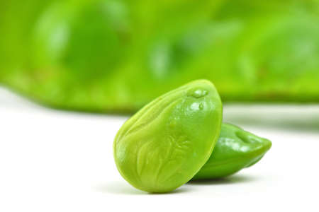 Parkia speciosa, Sato vegetablesの写真素材