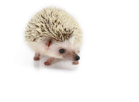hedgehog isolatedの写真素材