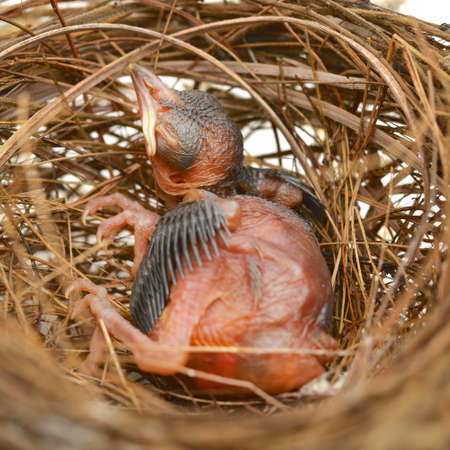 baby bird in a nestの写真素材