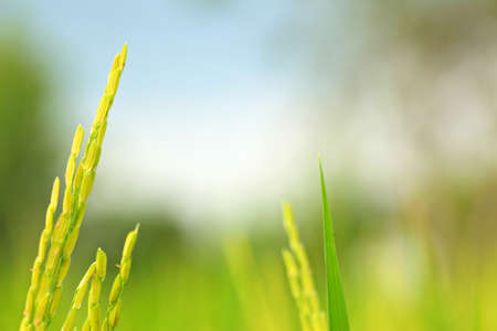 Rice Farmの写真素材