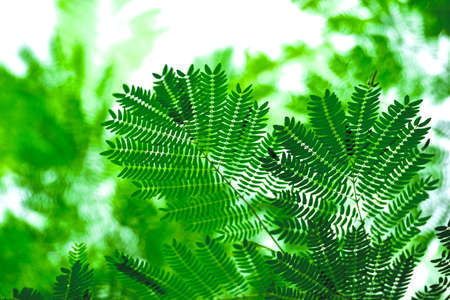 White popinac leafの写真素材