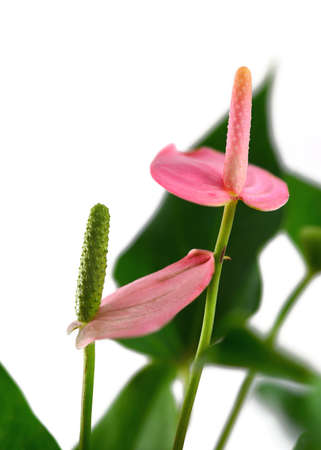 Pink Flamingo Flowerの写真素材