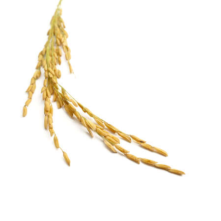 rice stalks on white backgrounddの写真素材