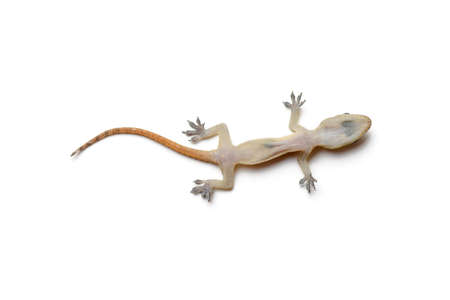 Dead gecko on whiteの写真素材