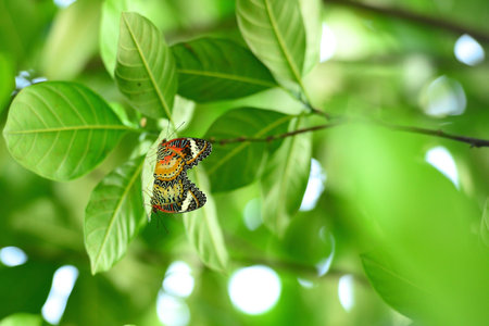 Mating Butterfly on tree