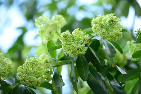 Alstonia scholaris flowerの写真素材