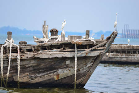Old fishing ship with white egret in the marinaの写真素材