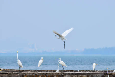 white egret on old fishing shipの写真素材