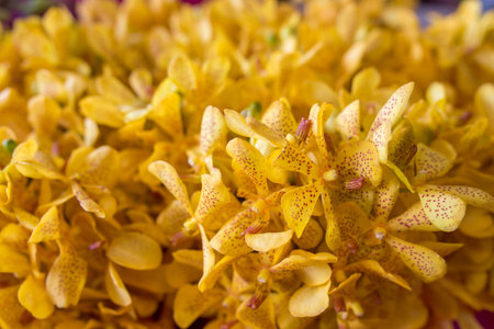 yellow orchid backgroundの写真素材