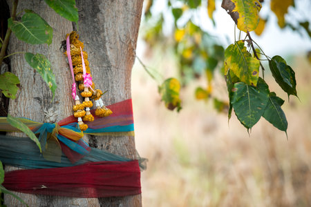 buddhist sacred tree