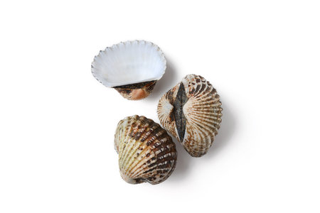 cockle on white background