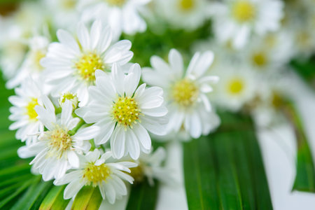daisy flower