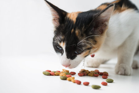 Cat eating dry food