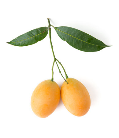 marian plum fruit