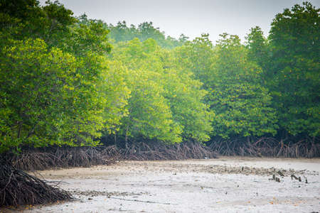 mangroves in Phuket Thailandの写真素材