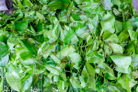 gnetum gnemon vegetable in south of thailand marketの写真素材