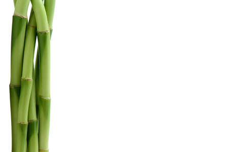 bamboo stem on white backgroundの写真素材